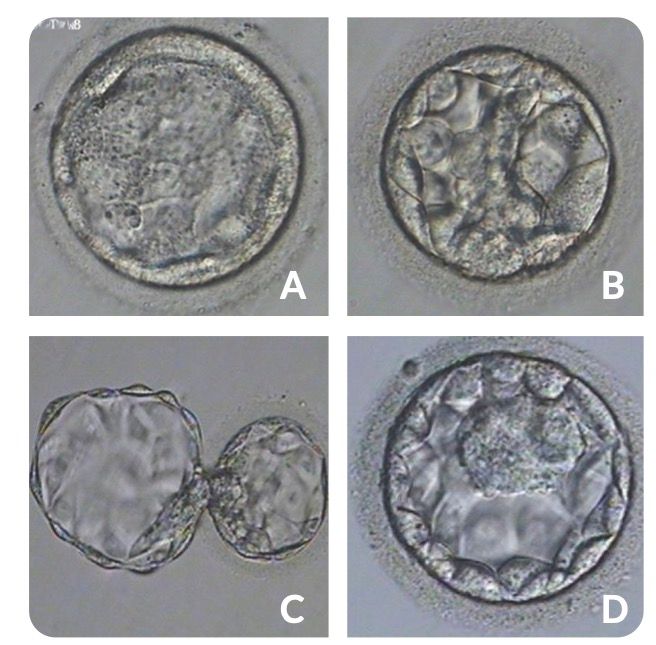 4 embryos