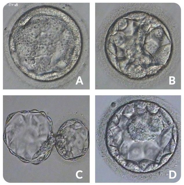 4 embryos